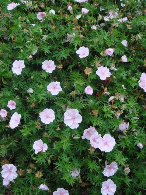 Geranium sanguineum var.striatum
